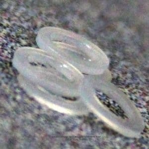 Fisher Scientific Gasket,Washer,Nylon Replacement Part 413175